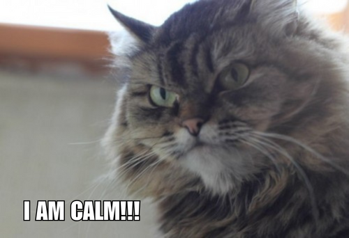 Cat: I am Calm!!!