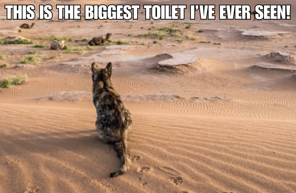 Cat: This Is The Biggest Toilet I’ve Ever Seen!