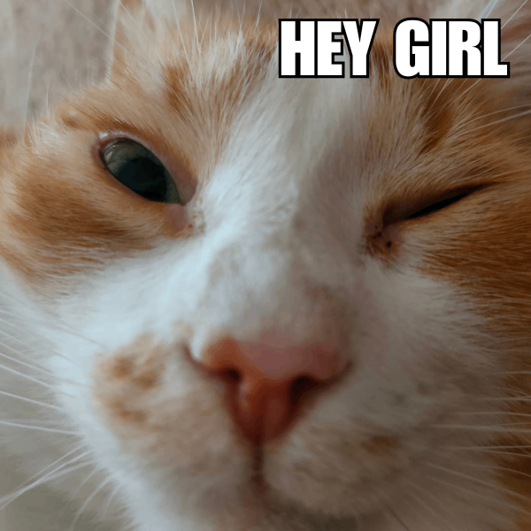 Cat: Hey Girl