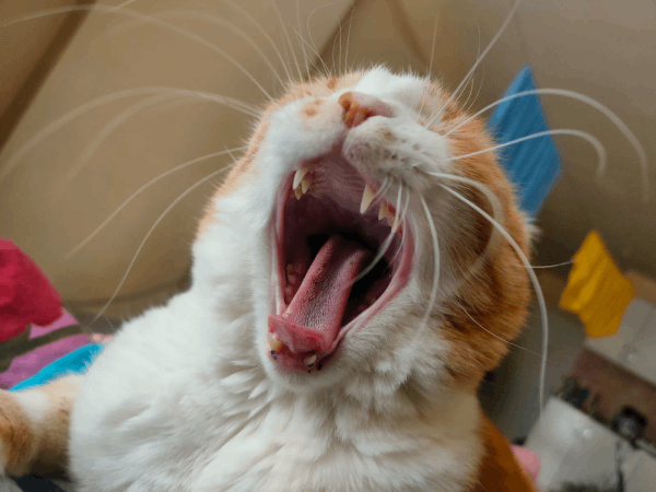Screaming Cat
