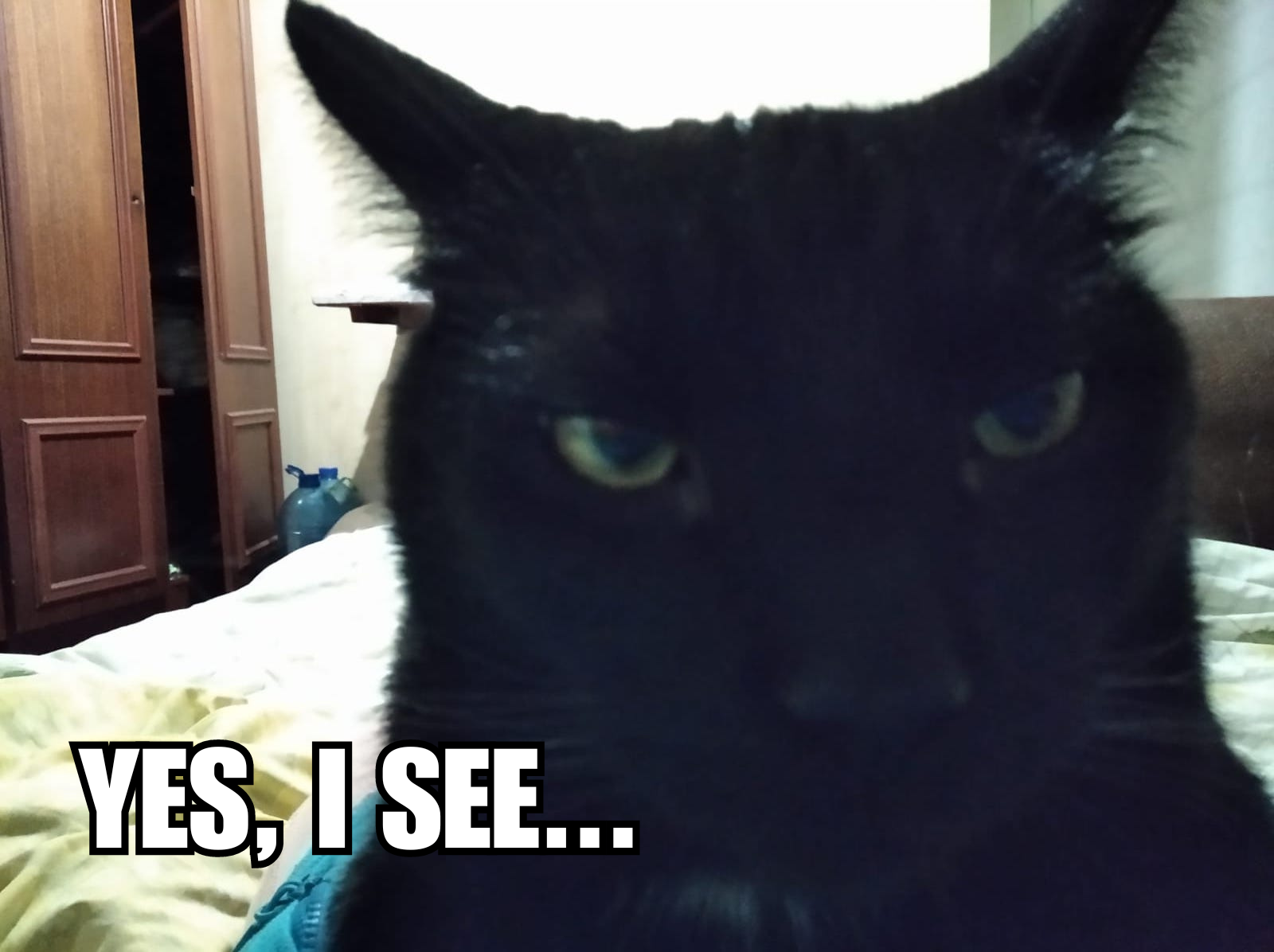 Cat: Yes I See...