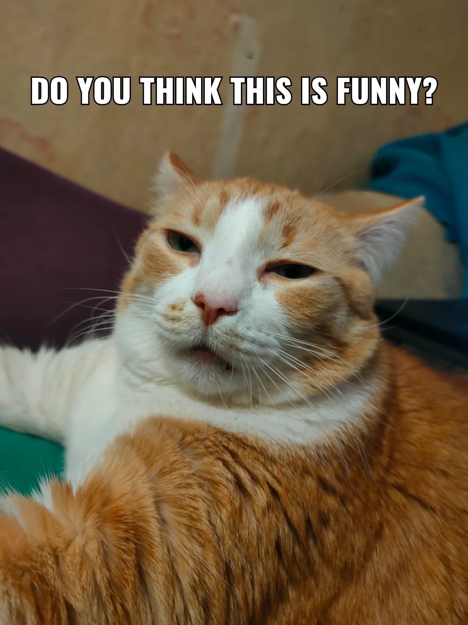 Cat: Do you think this is funny?
