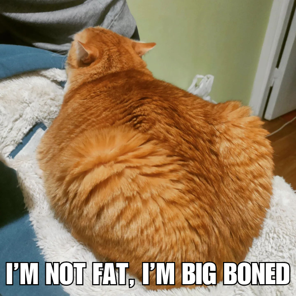 Cat: I'm Not Fat, I'm Big Boned